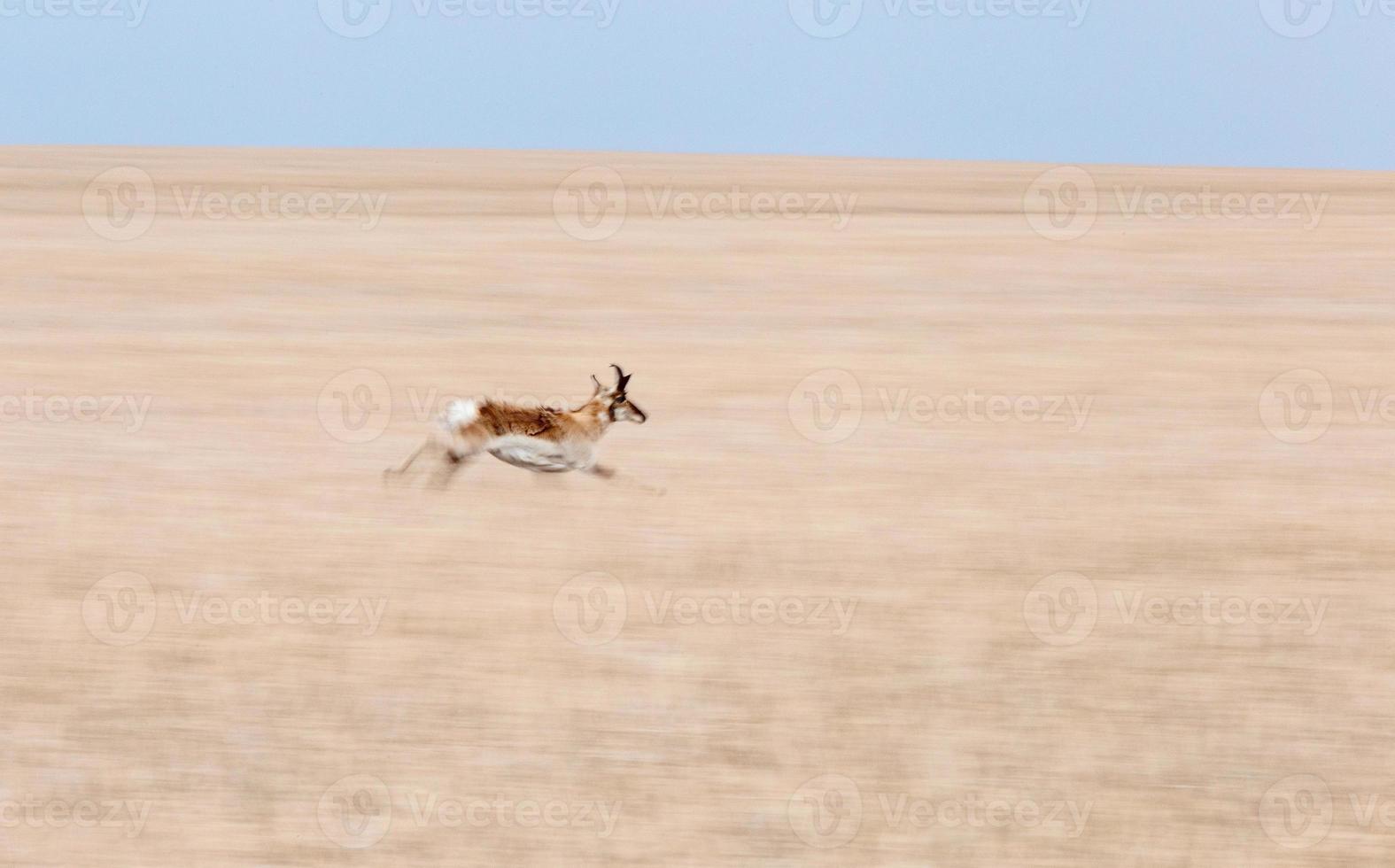 pronghorn antilop saskatchewan foto