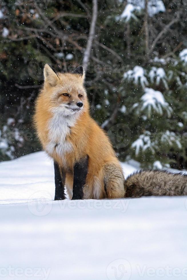 räv på vintern foto