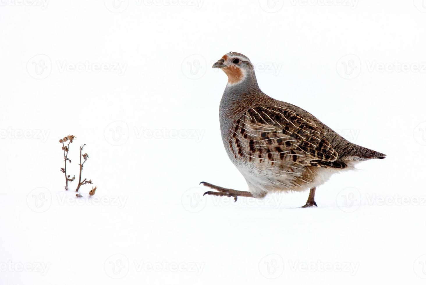 rapphöna på vintern foto