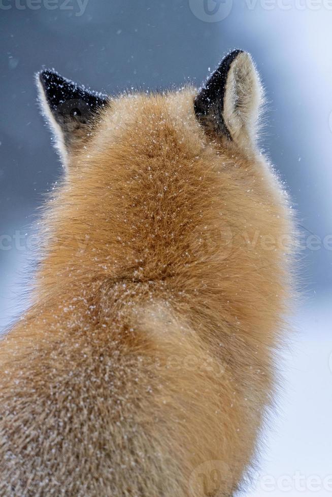 räv på vintern foto