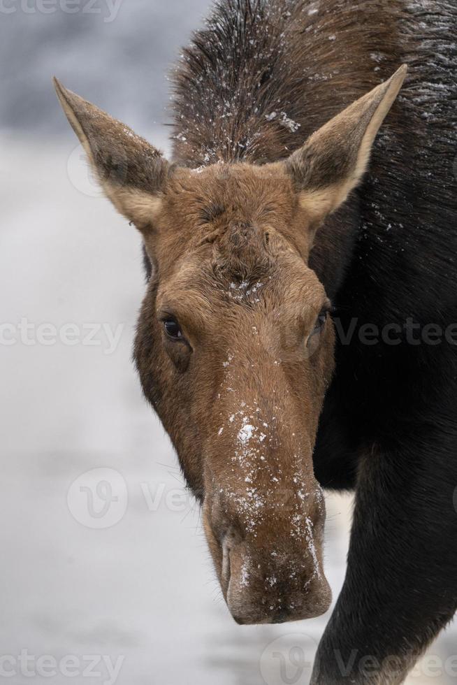 vinter älg manitoba foto