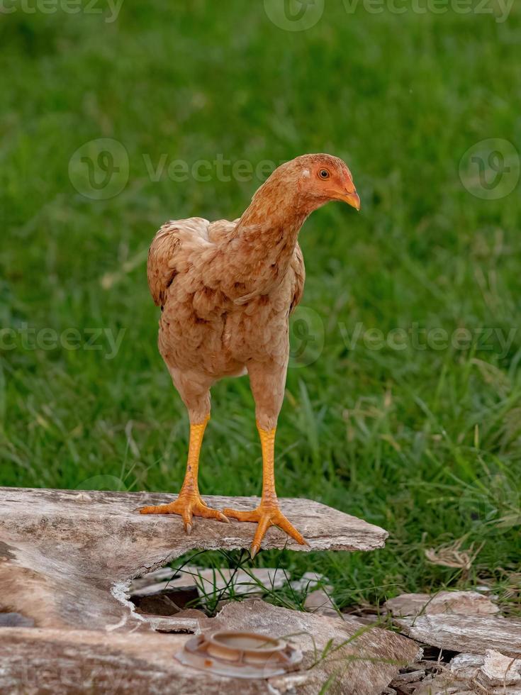 husdjur kyckling foto