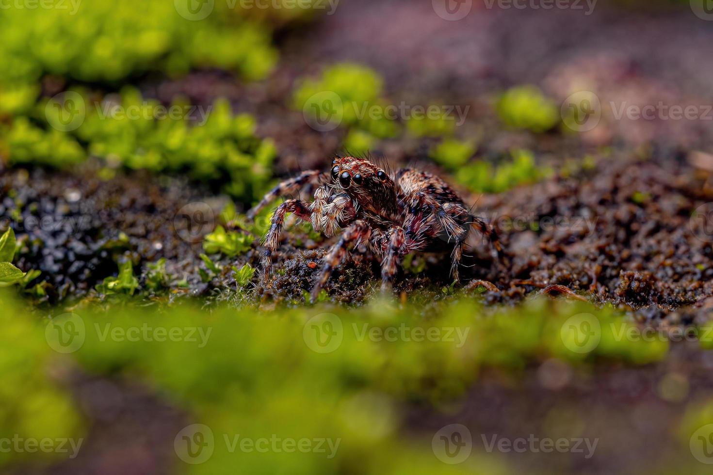 liten hoppande spindel foto