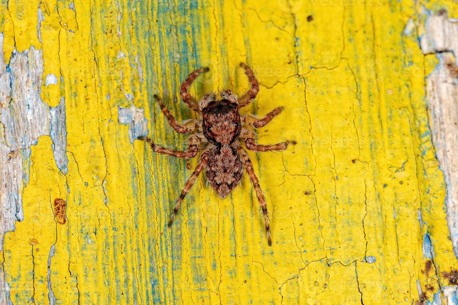 liten hoppande spindel foto