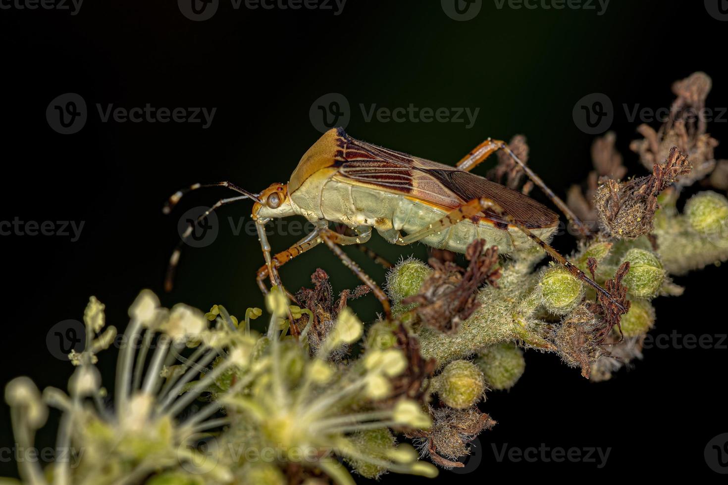 vuxen bladfotad insekt foto