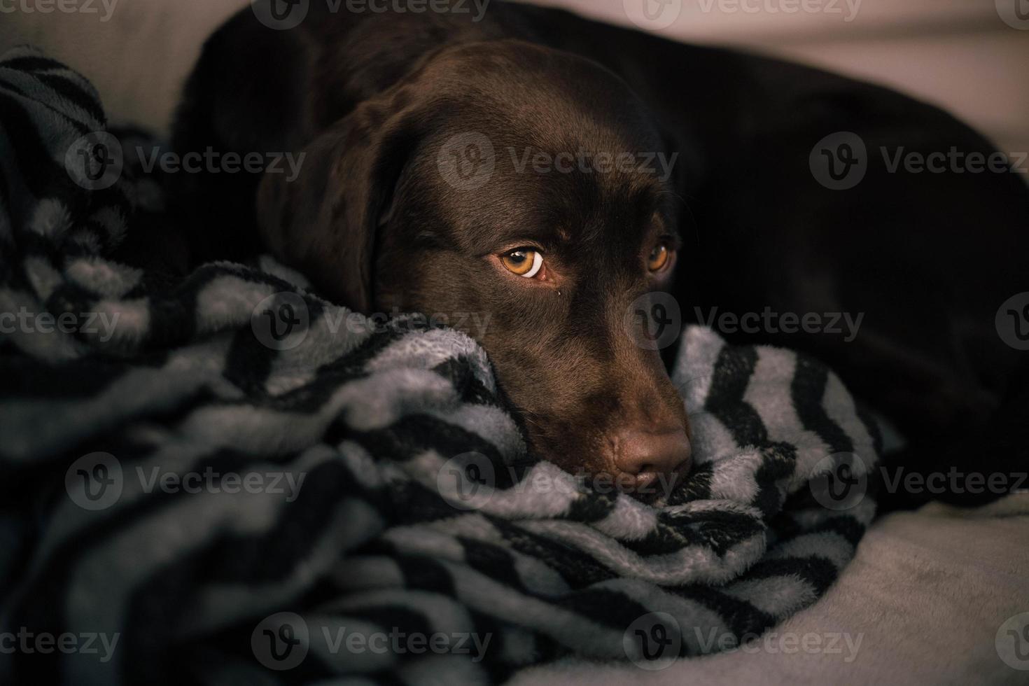 hund liggande på soffan foto