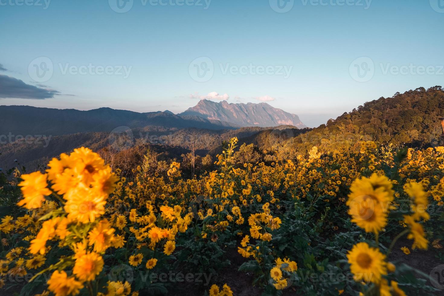 bergsutsikt och gula blommor på kvällen foto