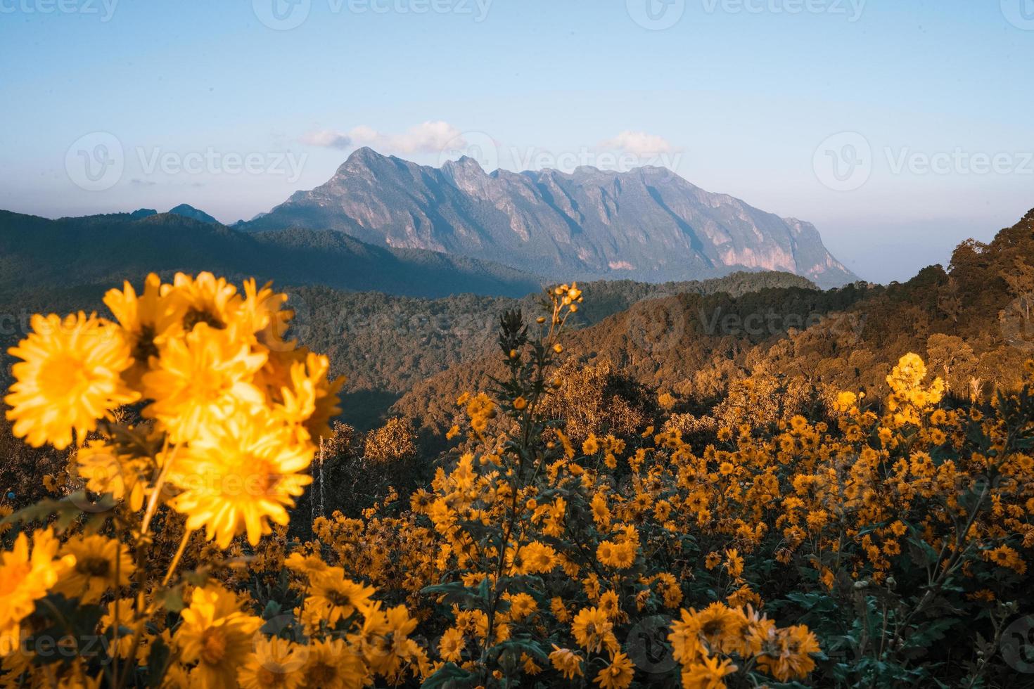 bergsutsikt och gula blommor på kvällen foto