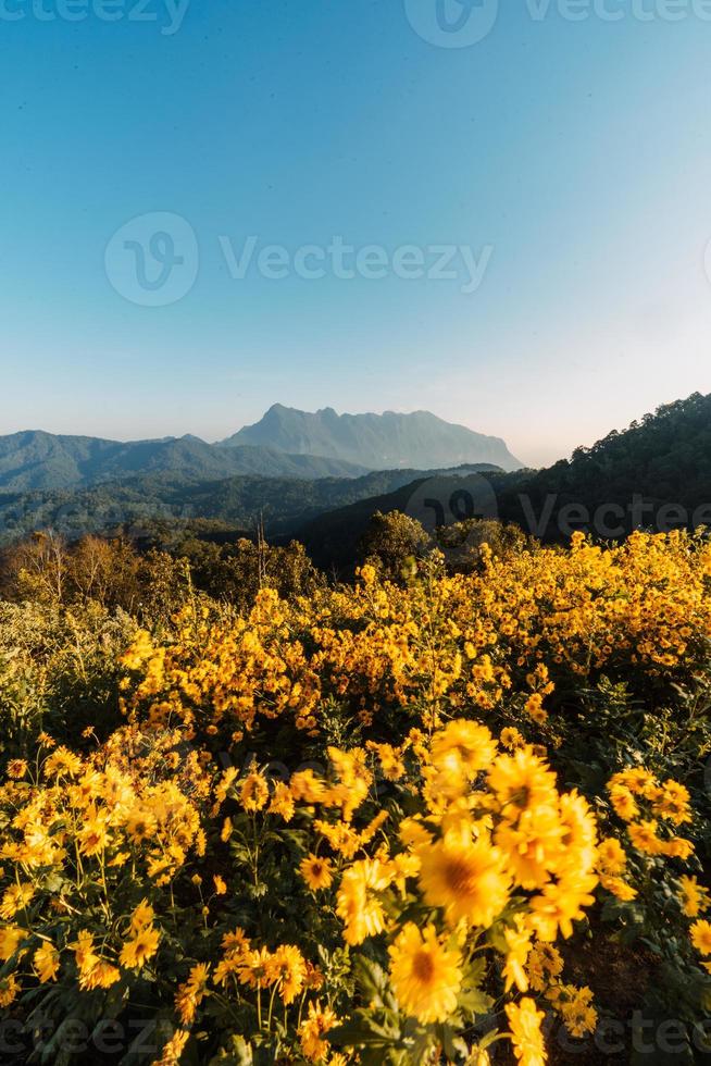 gula blommor på berget på morgonen foto