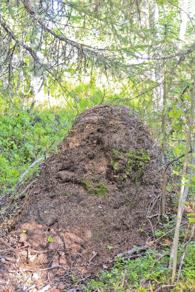 enorm, gigantisk myrstack i skogen Hemsedal, Buskerud, Norge. foto