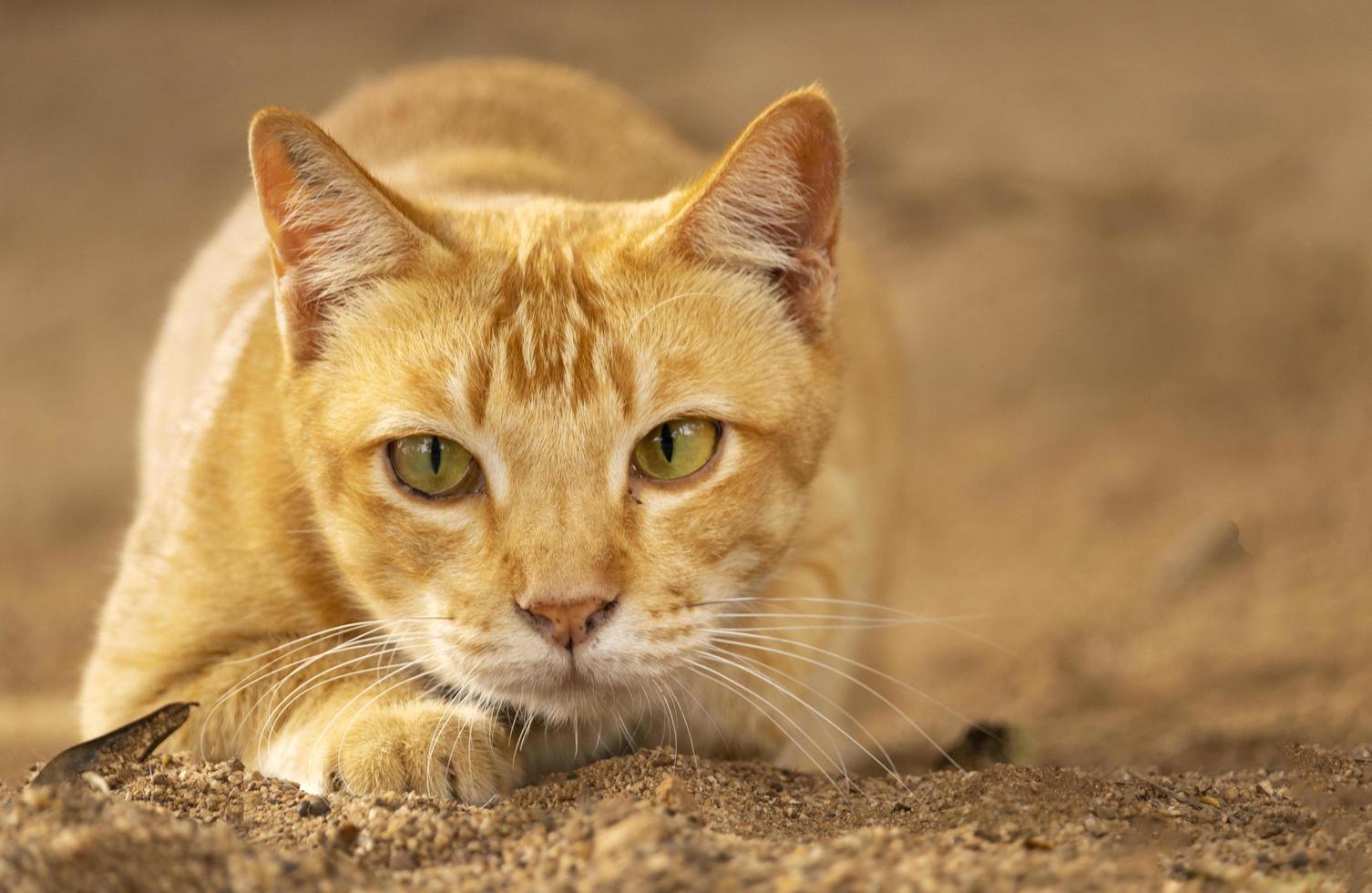 närbild söt brun katt med vackra blå ögon populära husdjur foto