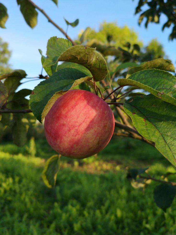 rödrandigt äpple på en gren. sommarträdgård. ett enda äpple. foto