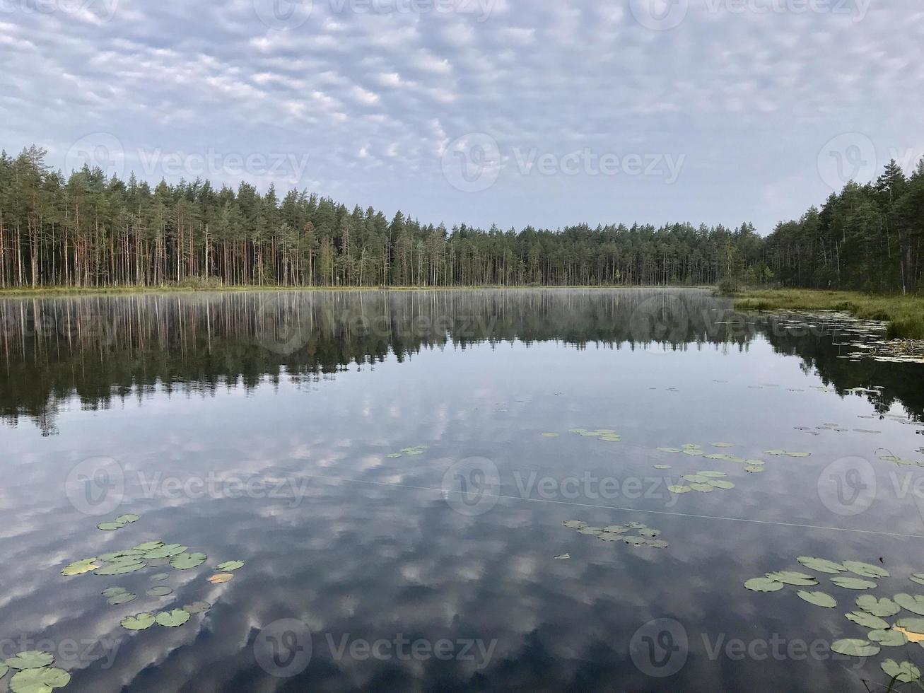 en pittoresk sjö i en barrskog. reflektion av cirrusmoln i vattnet. vattenyta. vattenvegetation. vackra små moln. ekologi. miljöskydd foto