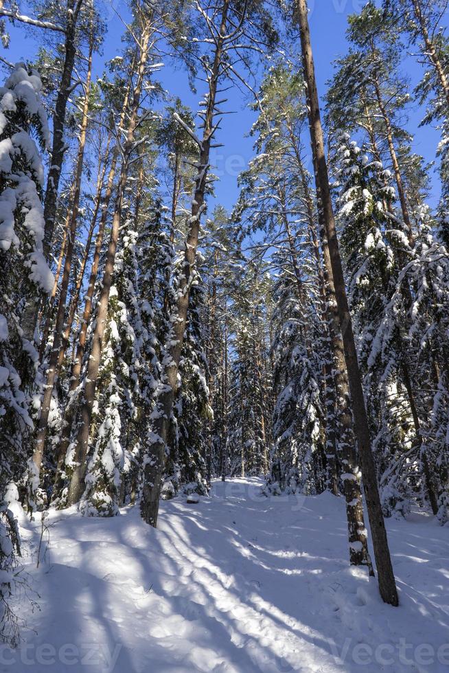 vinter skog i Vitryssland, ekologiska spår blå sjöar foto