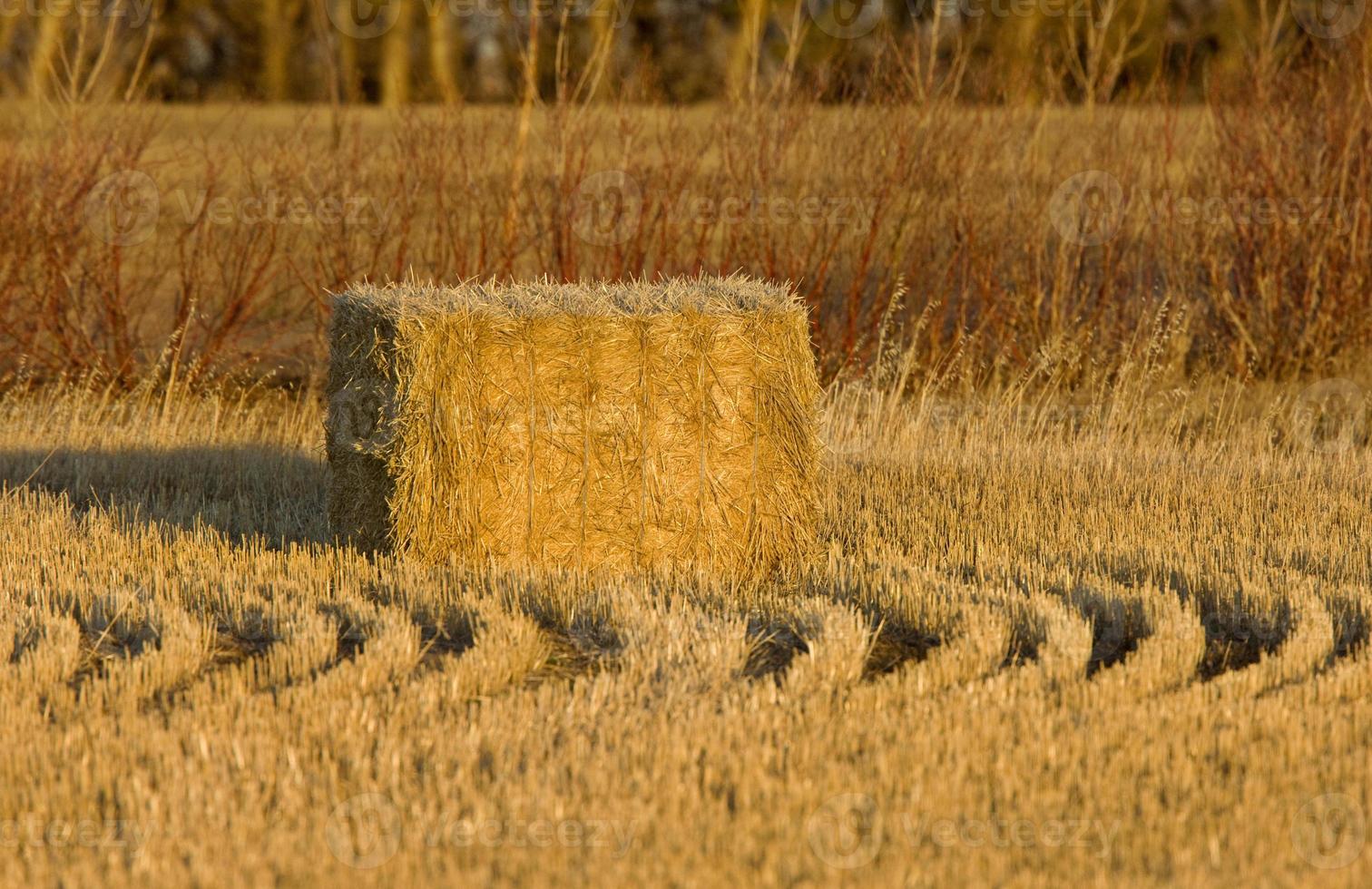 höbalar och rader foto