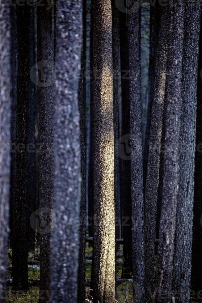 lodgepole pine kanada foto