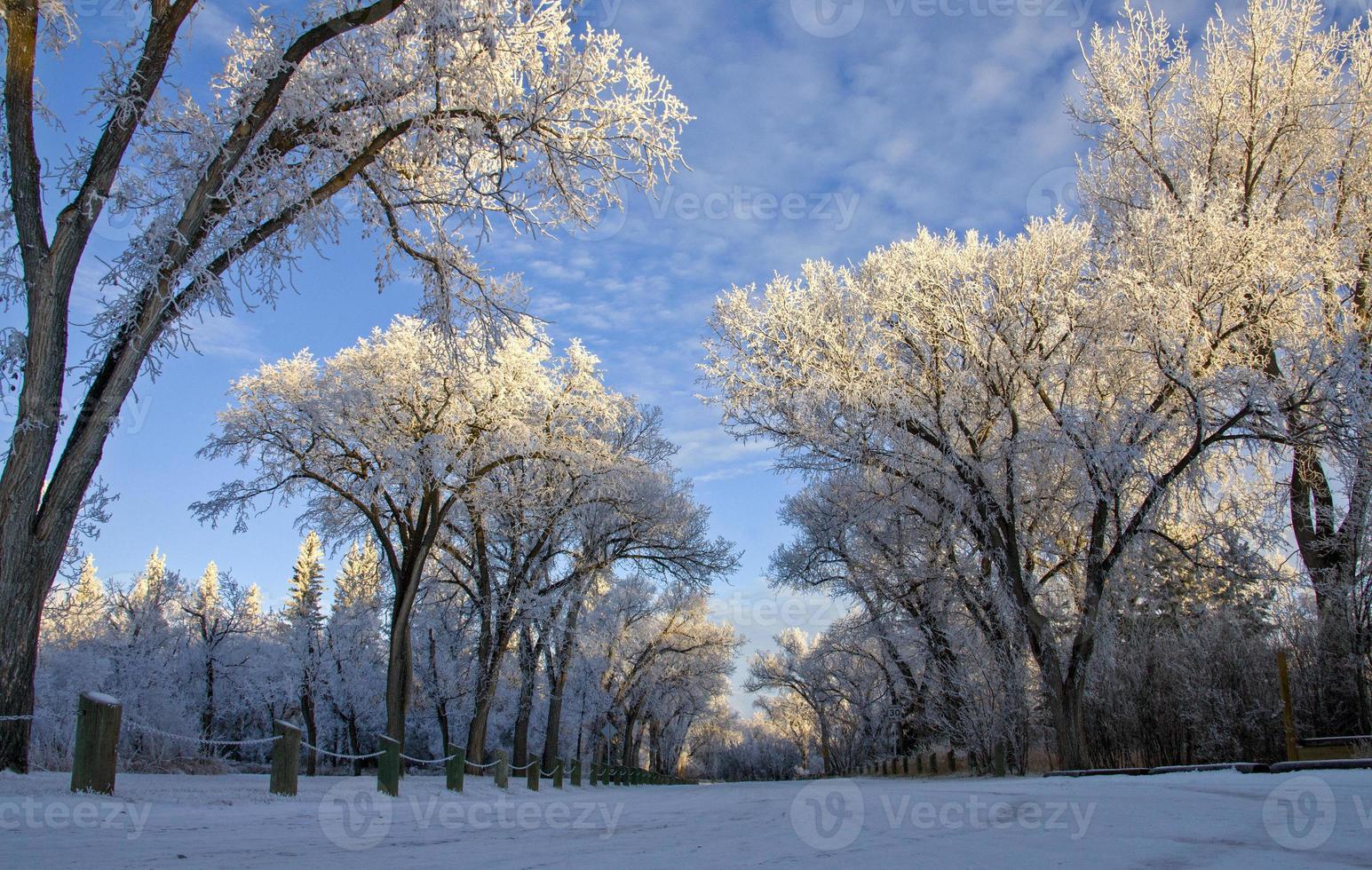 vinterfrost saskatchewan foto