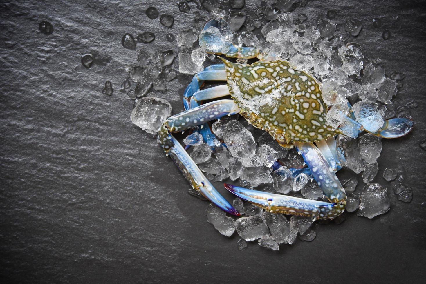 skaldjur krabba på is färsk rå blå simkrabba ocean gourmet med is på mörker foto