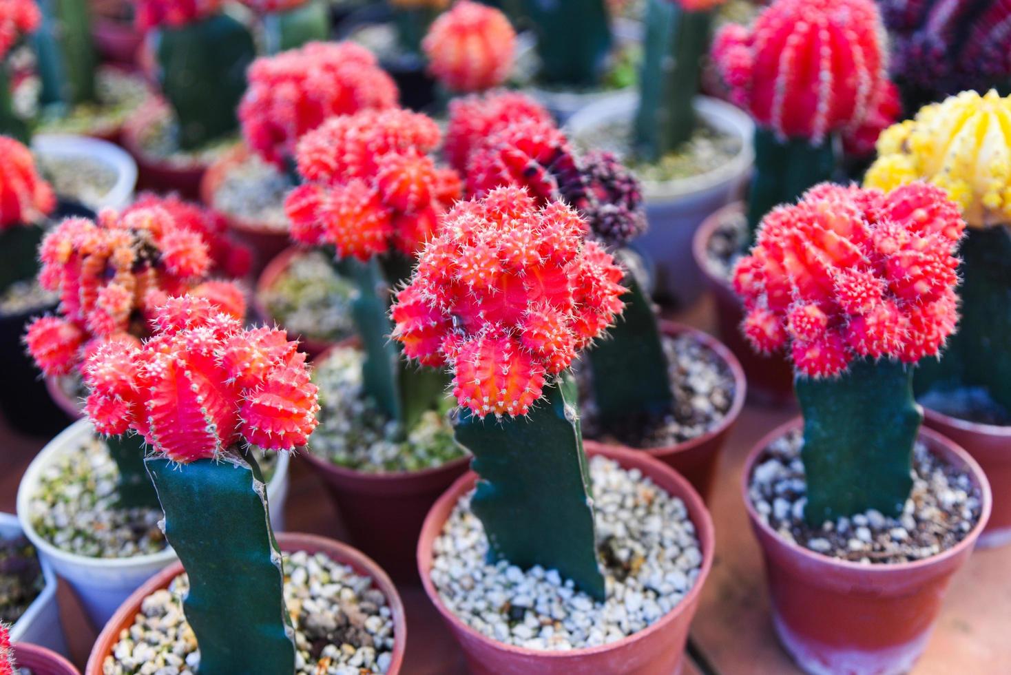 röd rosa färgglad kaktuskruka i den naturliga kaktusgården plantskola växtträdgården, liten färsk kaktus som växer i en blomkruka inomhus, gymnocalycium kaktus foto