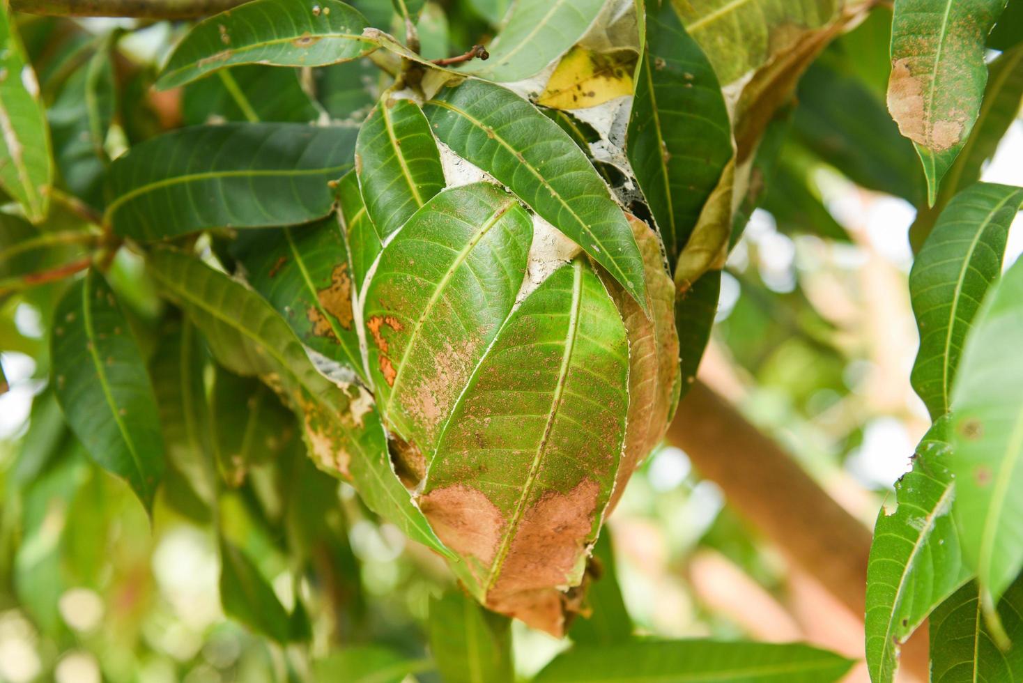 röd myra på mangoträd - myrbo med blad på träd foto