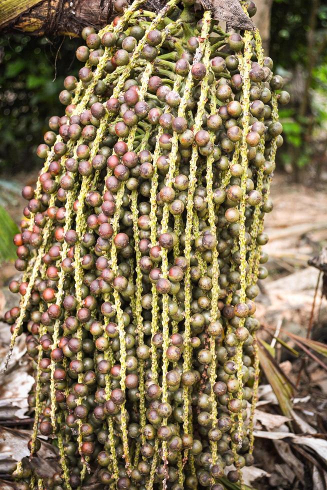 gäng fishtail palm frukt på träd i den naturliga vårta fishtail palm foto