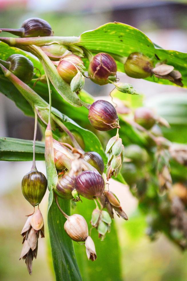 jobb tårar coix lachryma jobbi grön frukt av jobb tårar plantera på trädet foto