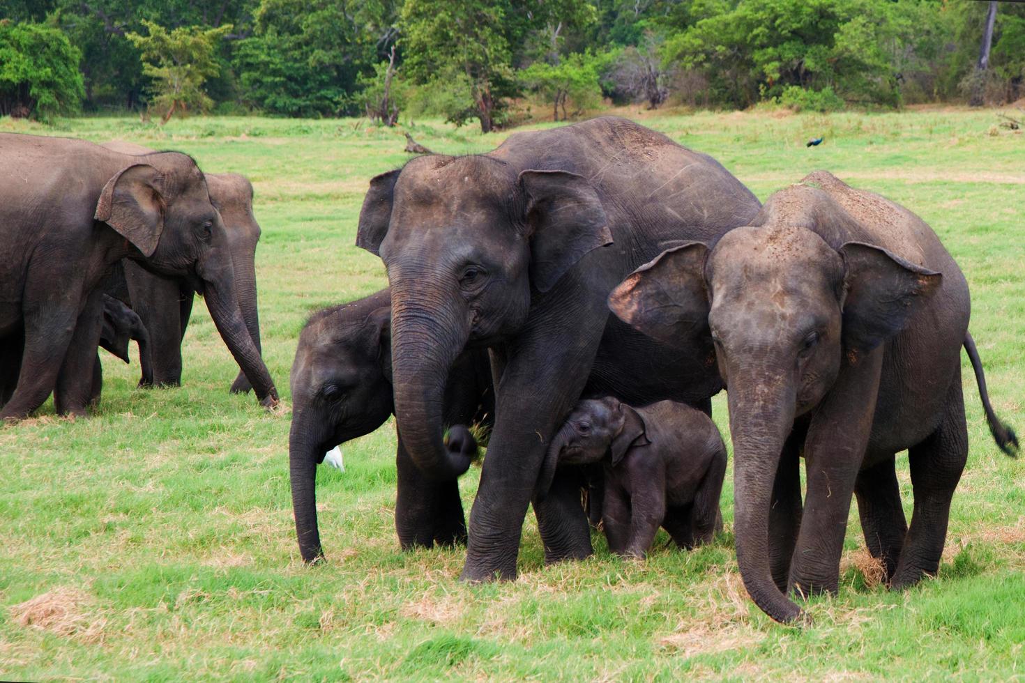 två grupper av asiatiska elefanter med bebisar i minneriya nationalpark i sri lanka foto