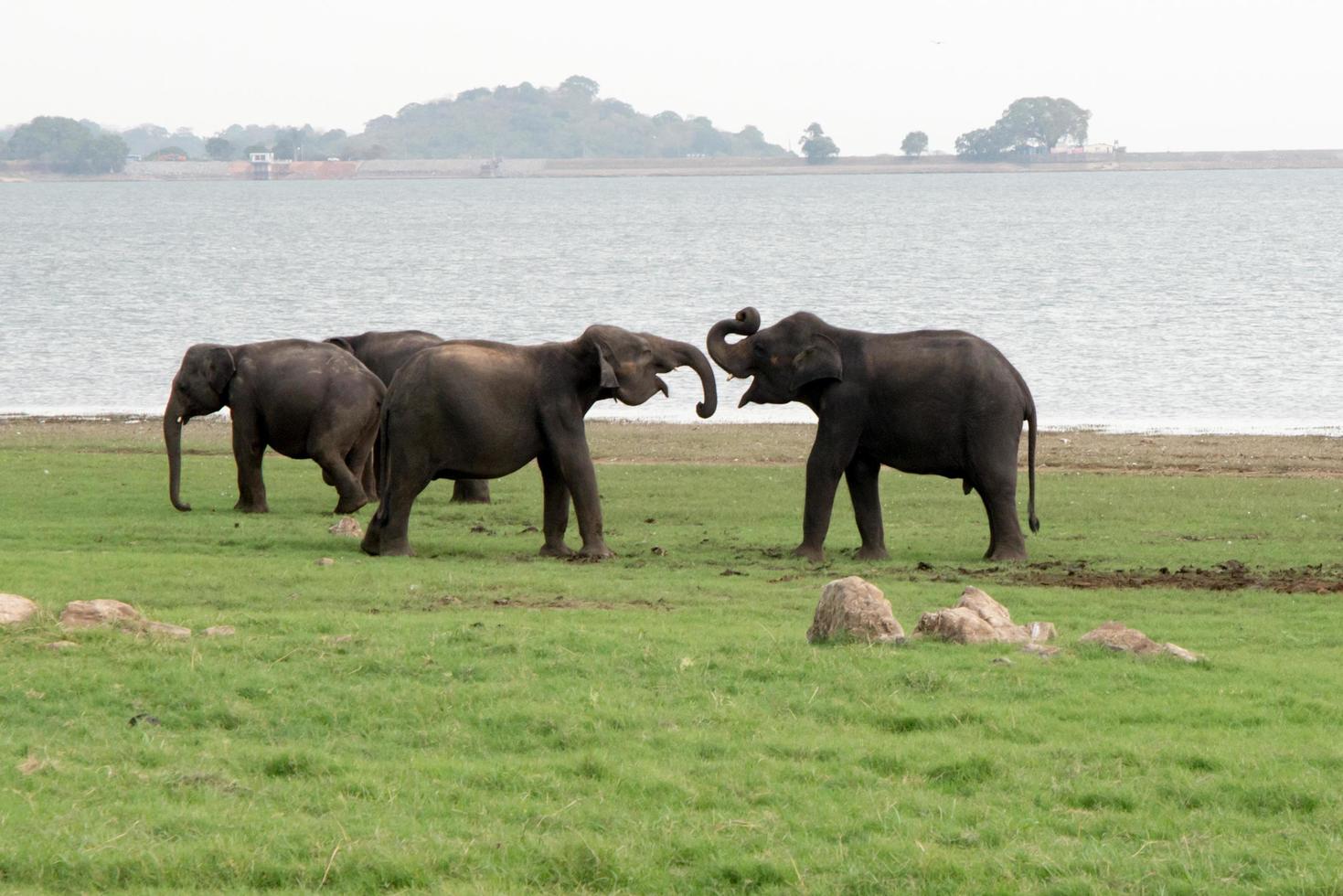 fyra asiatiska elefanter, två av dem slåss i minneriya nationalpark, i sri lanka foto