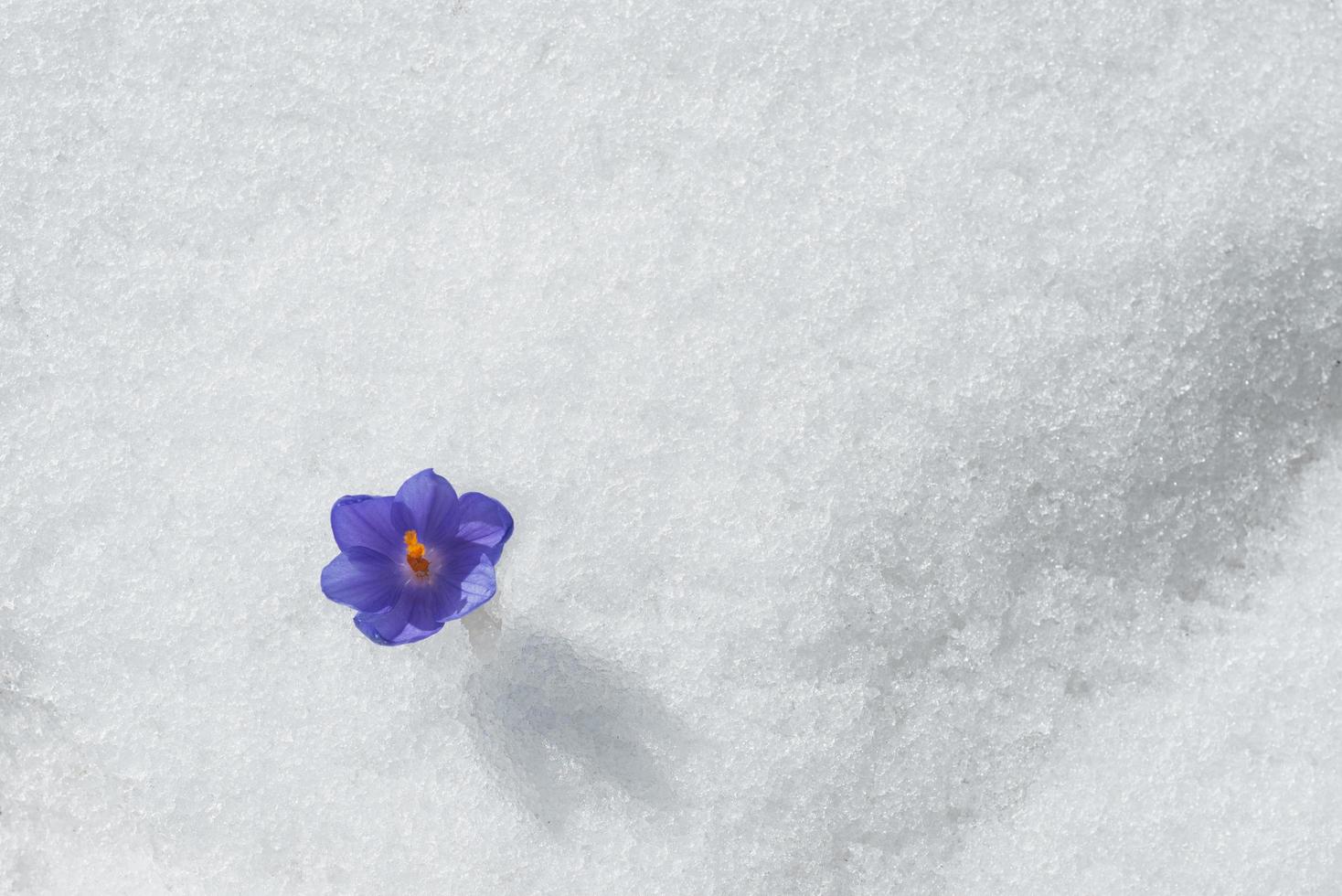 de första blommorna - krokusar bryter under snön. foto