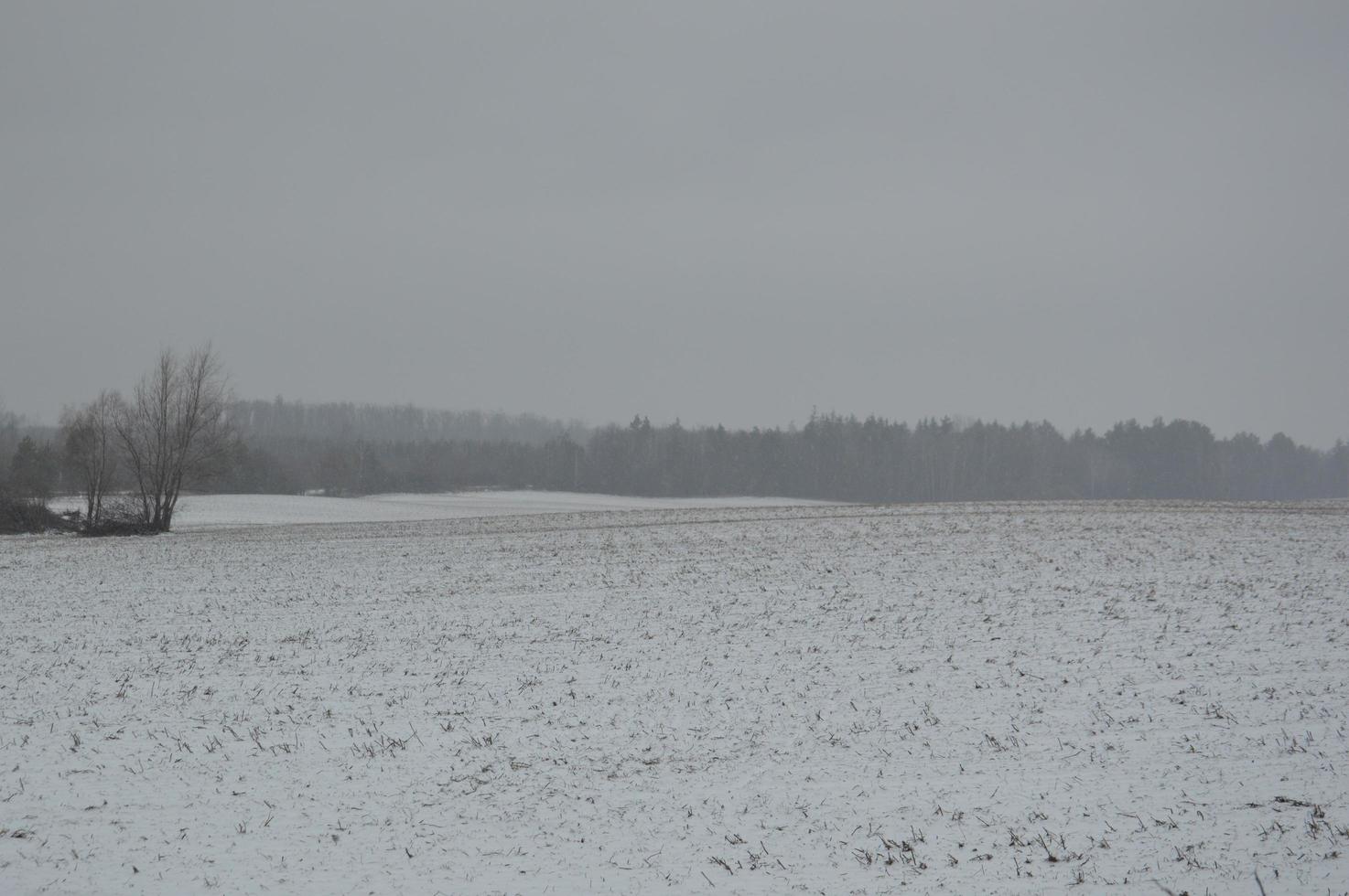 panorama av ett jordbruksfält täckt med snö på vintern foto