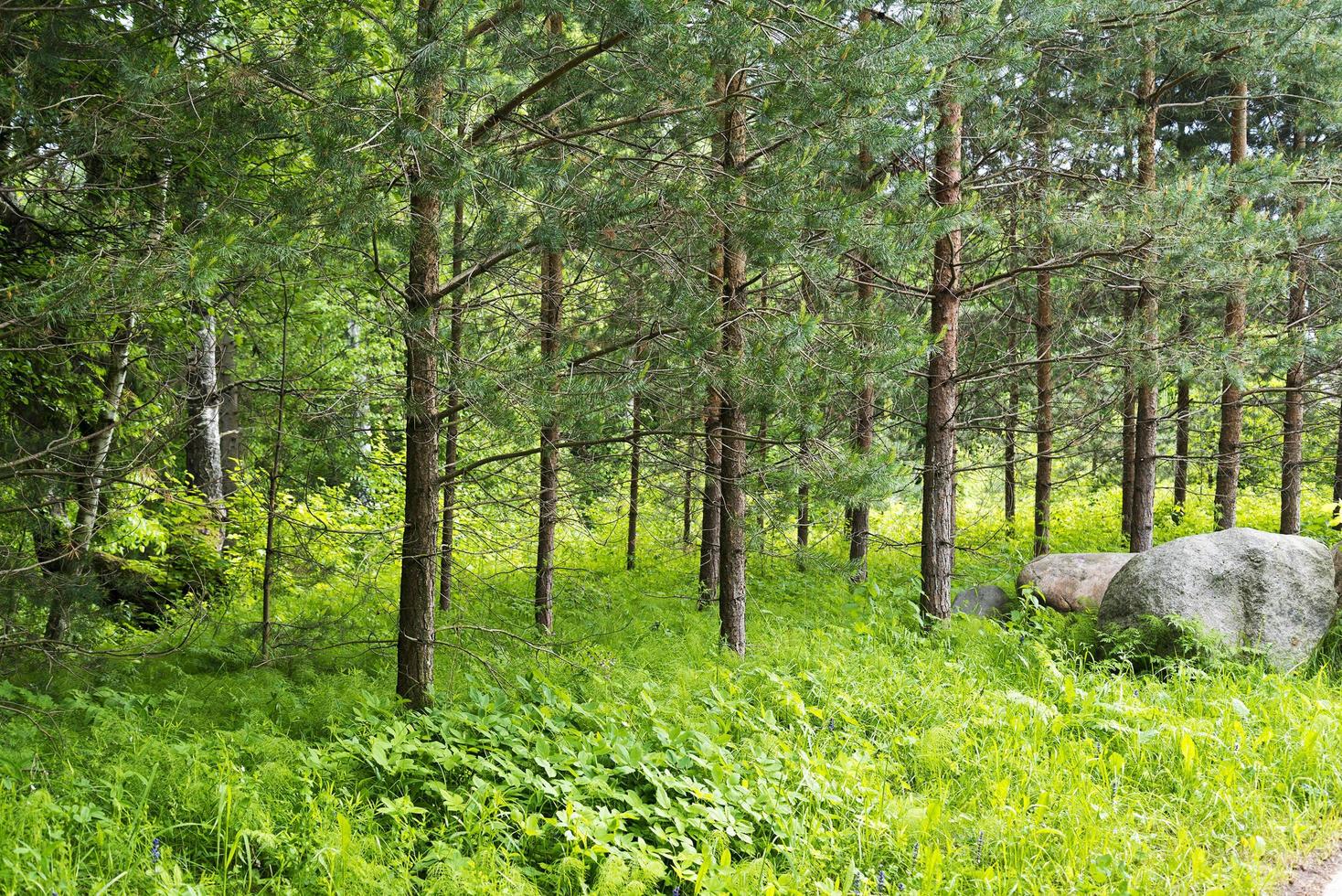 små tallar i sommarskogen. foto