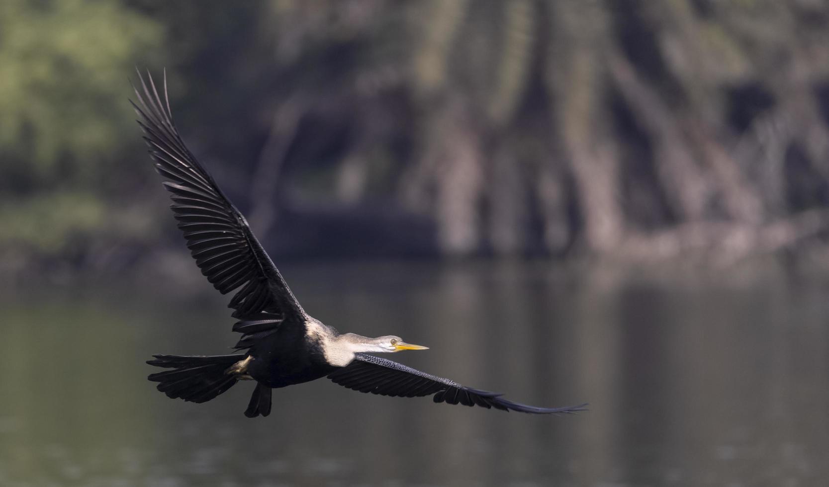 orientalisk darter eller indisk ormfågel som flyger över vattenkroppen. foto