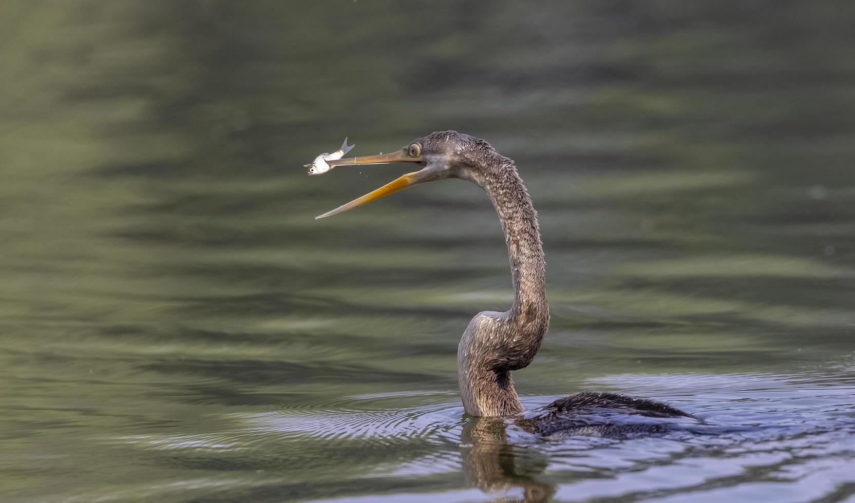 orientalisk darter eller indisk ormfågel som fångar fisk vid vattenkroppen. foto