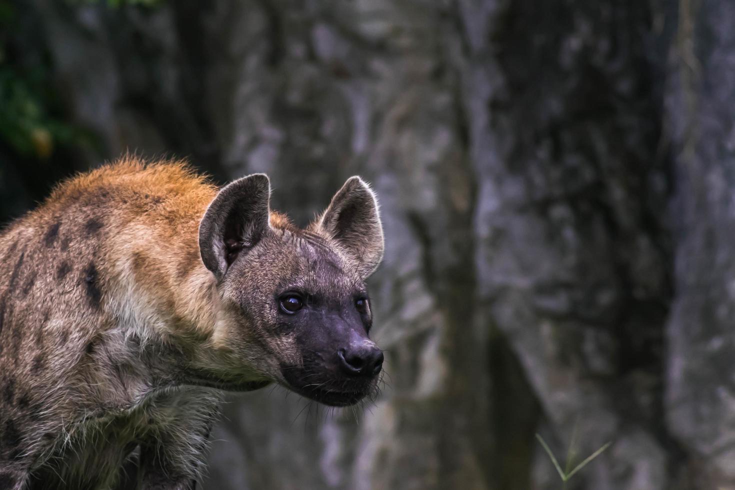 jägare hyena porträtt vilda djur lever i savannen afrika stora farliga djur kruger foto