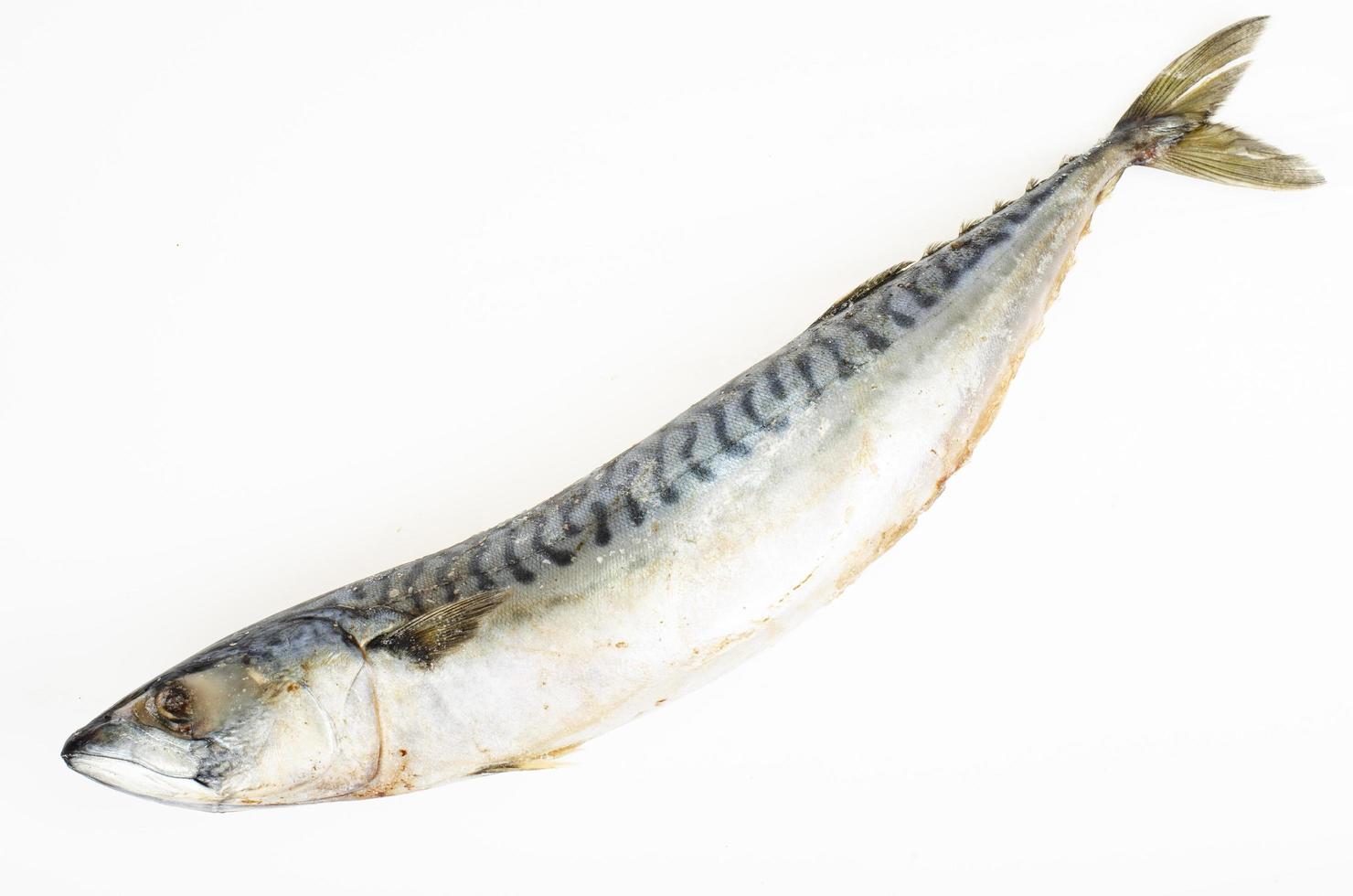 rå färsk fryst makrillfisk på vit bakgrund. studiofoto foto