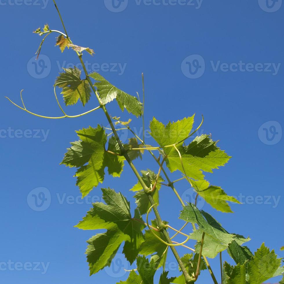 vinranka växt vitis vinifera foto