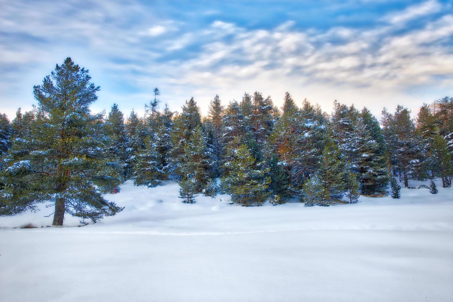 vinterlandskap med snötäckt skog foto