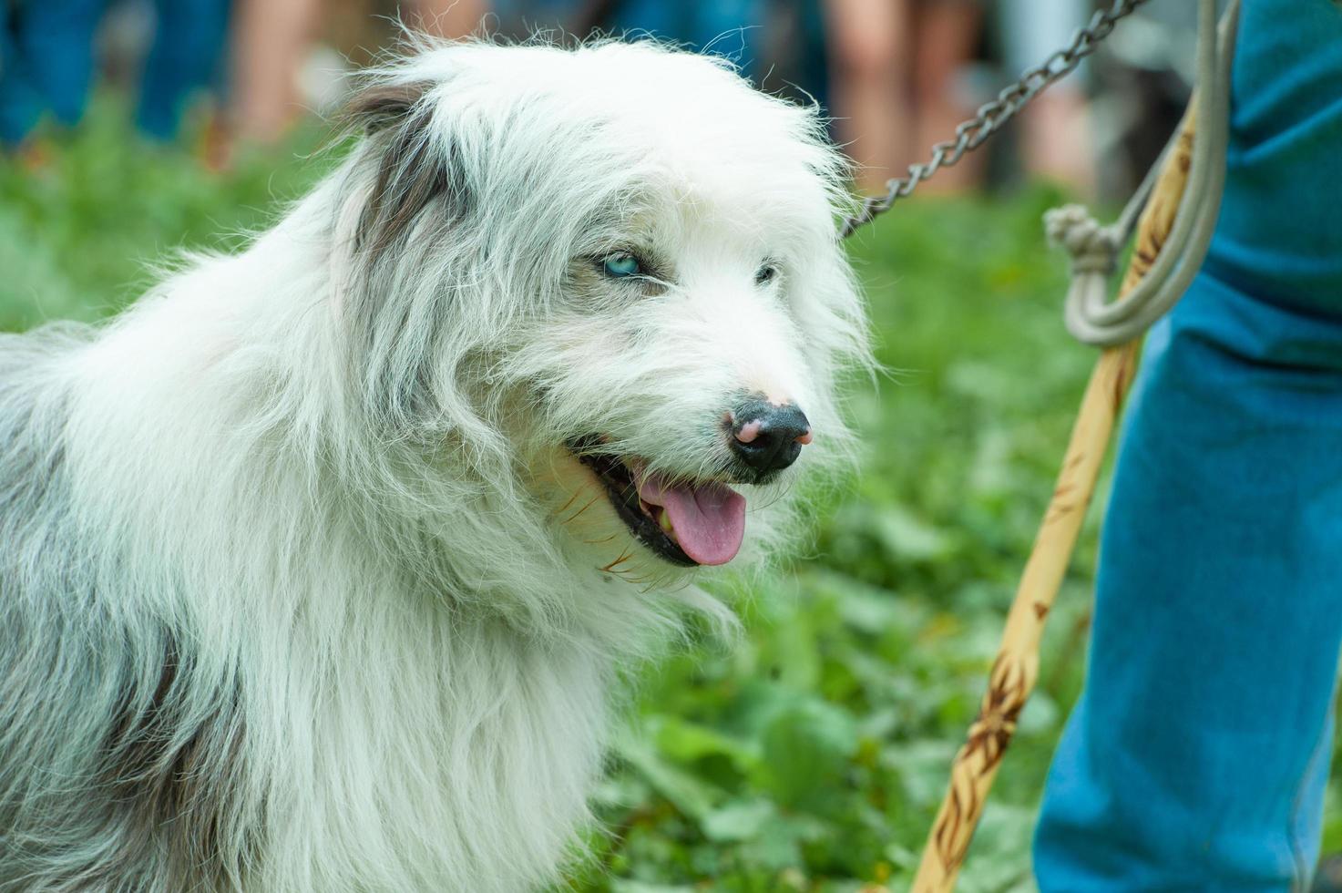 vit herdehund nära sin bondemästare foto