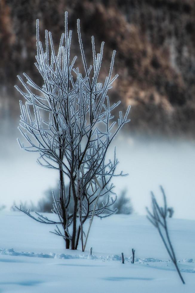 litet träd frostat i snön foto