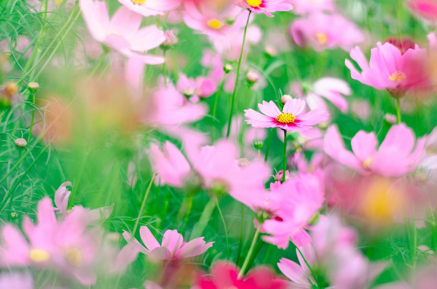 mjukt fokus rosa kosmos blommor i trädgården. foto