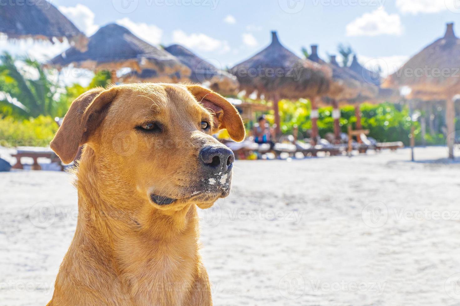 mexikansk söt brun hund på stranden holbox island mexico. foto