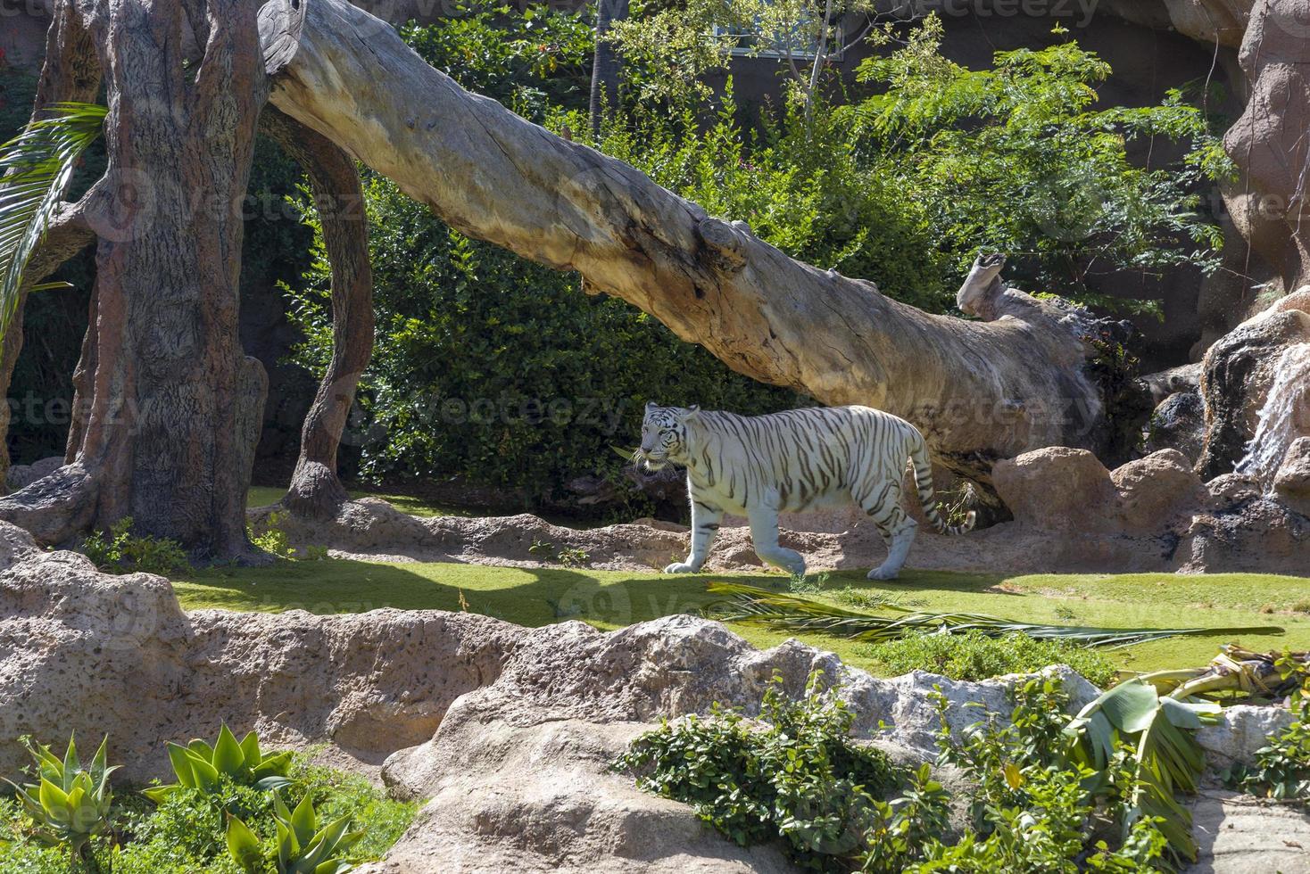 vit tiger på djurparken på ön teneriffa. foto