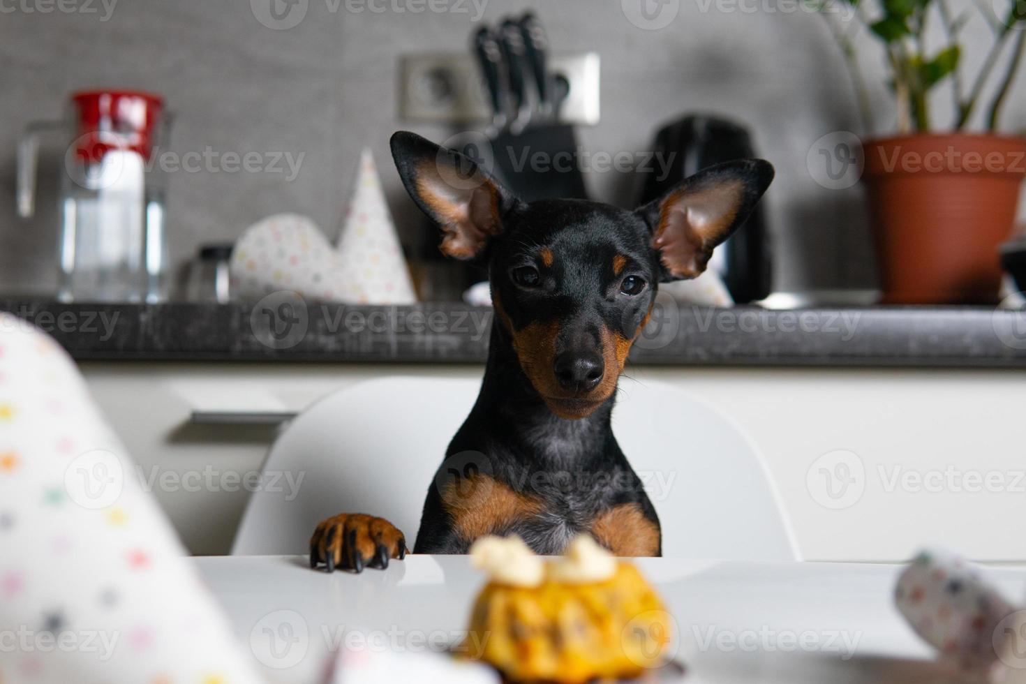 cut dog miniatyrpinscher sitter vid bordet och äter hembakad tårta foto