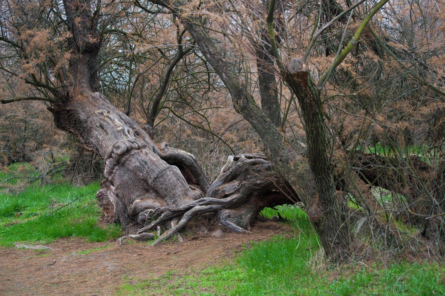 forntida taray med knuten trä. vackert träd vid tablas de daimiel national park.ciudad real, spanien foto
