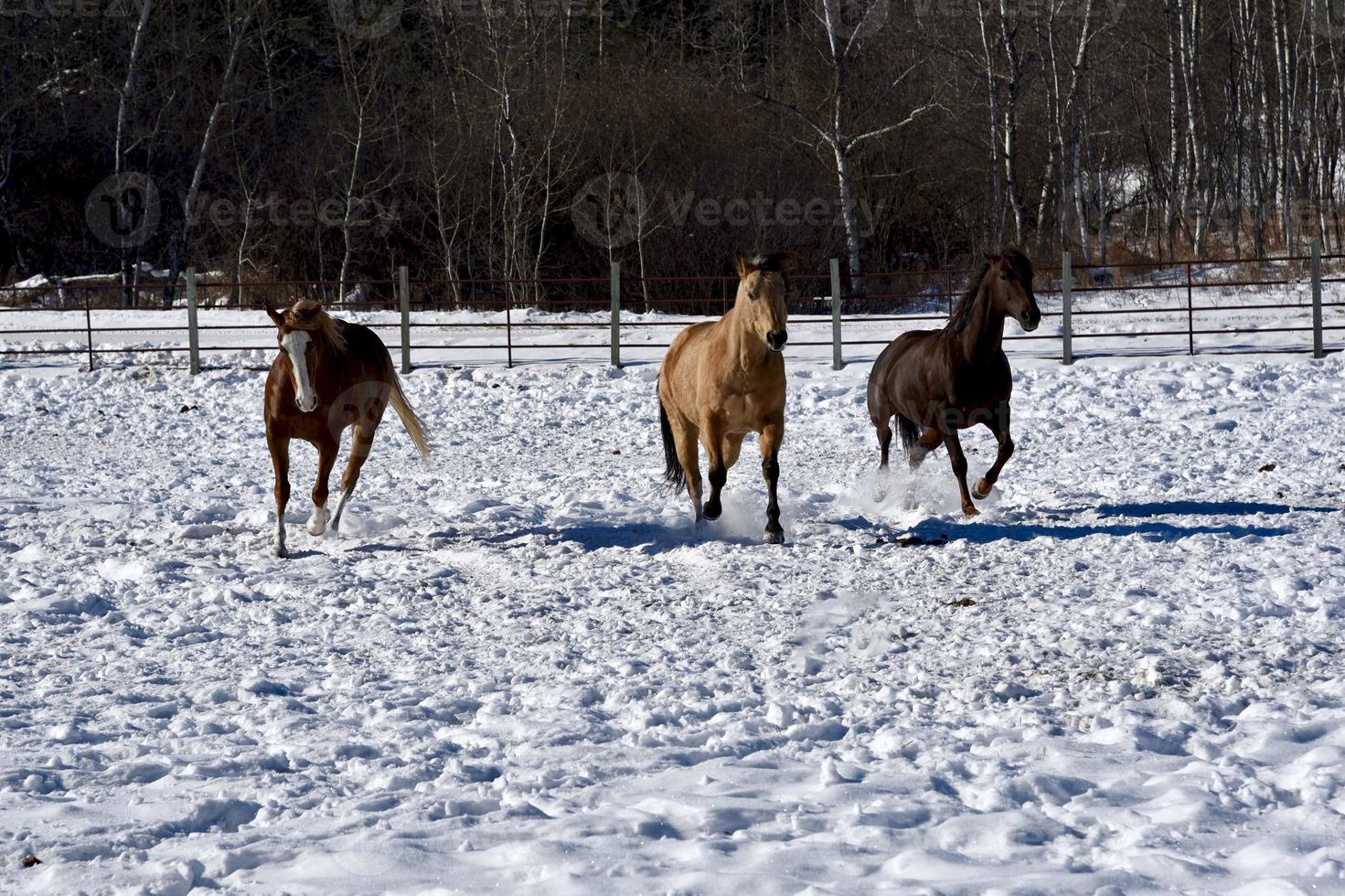 vinter i Manitoba - tre hästar galopperar i snön foto