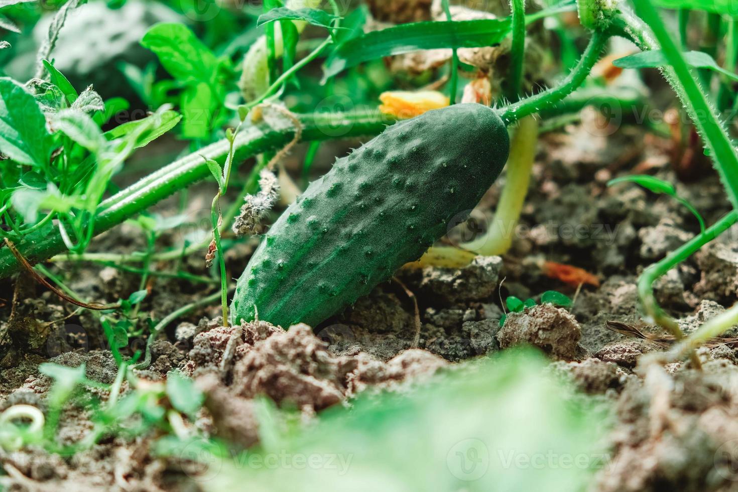 färsk grön gurka på trädgården. gurka mognar på trädgården. kopiera, tomt utrymme för text foto