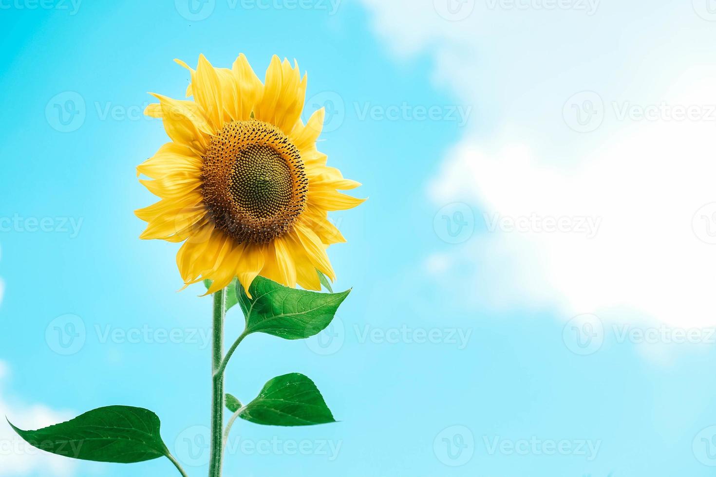blommande solros på en bakgrund blå himmel. kopiera, tomt utrymme för text foto