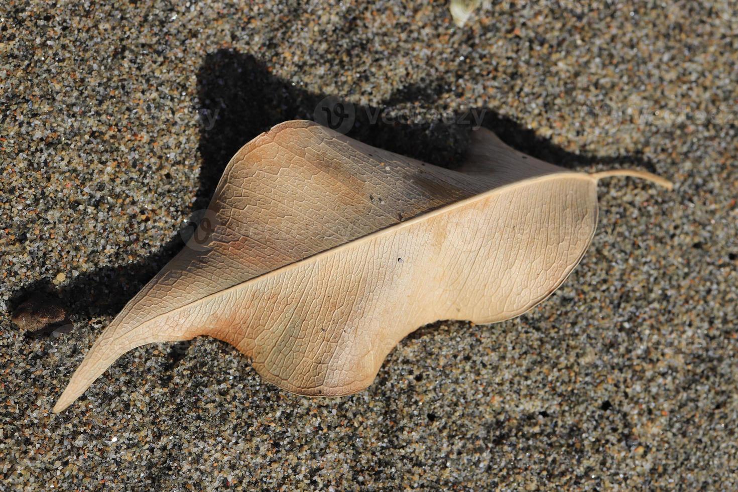 torrt löv på sandstrukturen. sommar strand bakgrund. makro närbild. foto