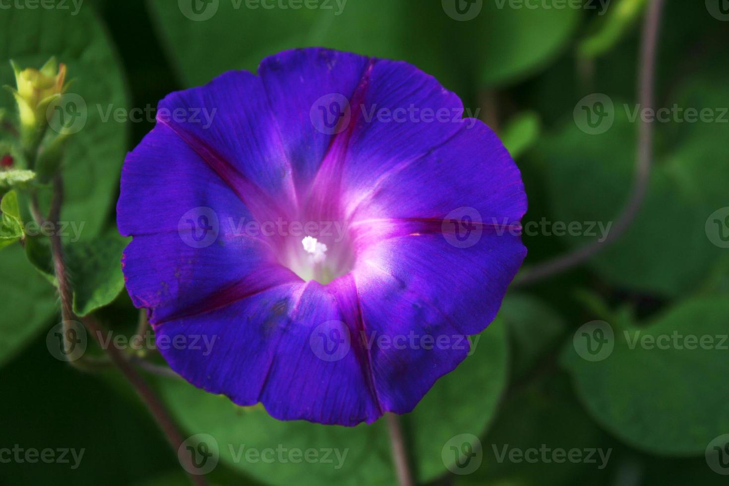 blomma med violetta kronblad, rosa mitt och vitt stigma isolerade av gröna blad foto