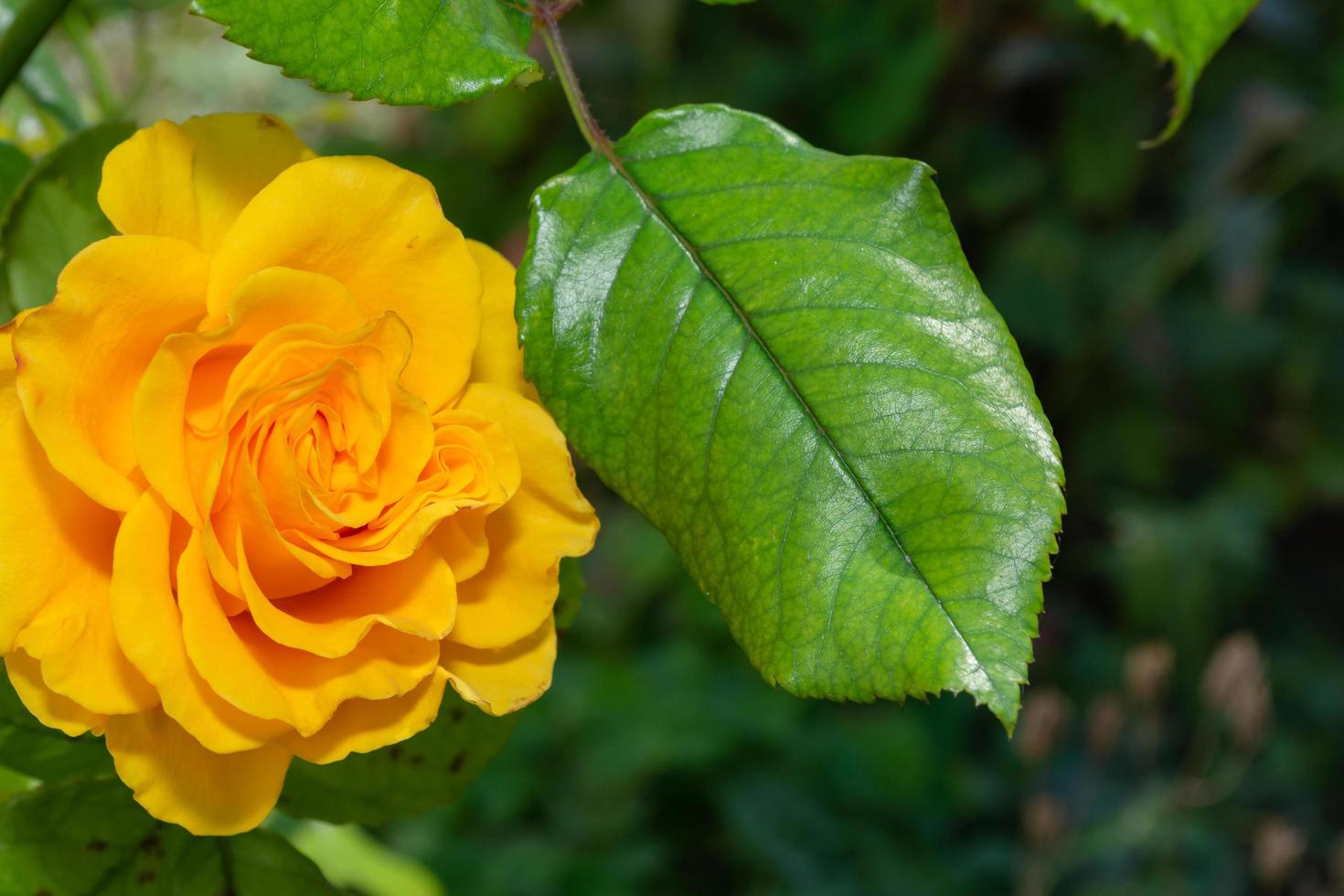 gul ros i trädgården foto